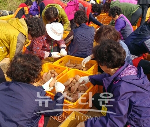 2018 당진해나루황토고구마축제