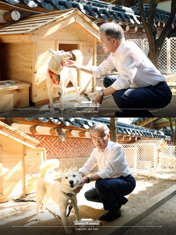 김정은 선물 풍산개 새끼 (사진: 청와대)