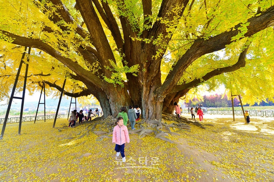 문막읍 반계리 800년생 은행나무