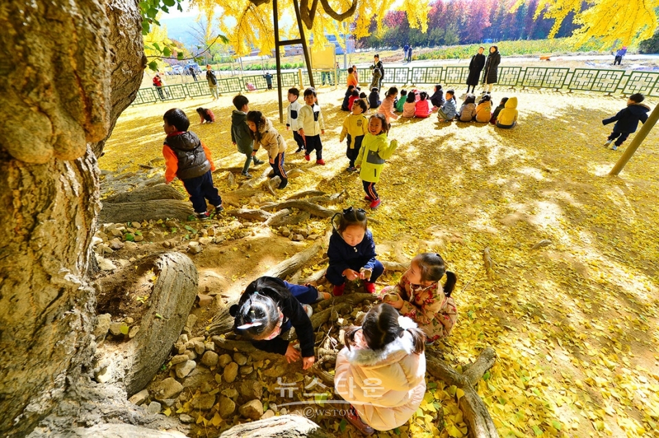 문막읍 반계리 800년생 은행나무