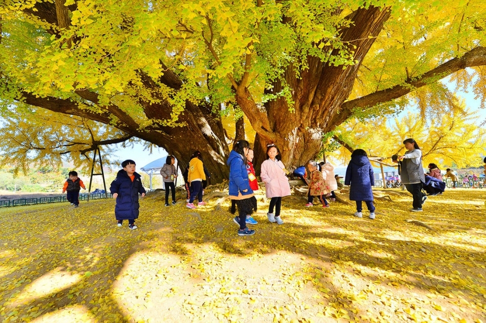 문막읍 반계리 800년생 은행나무