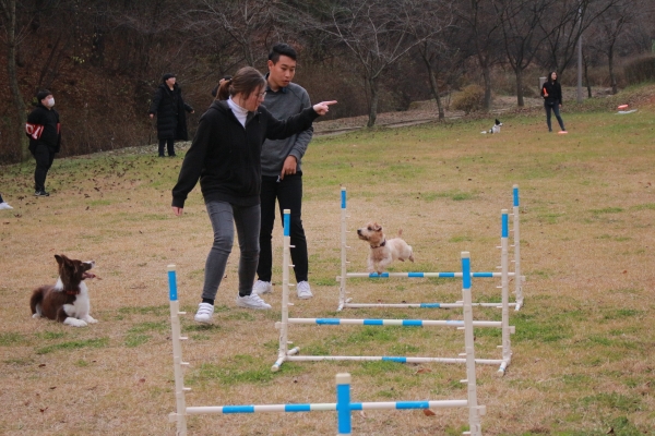참가 청소년들이 독(DOG)스포츠 경기 중 하나인 장애물 달리기를 체험하고 있다.