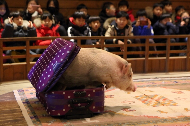 돼지박물관