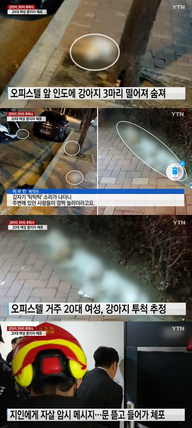 강아지 3마리 추락사 (사진: YTN)