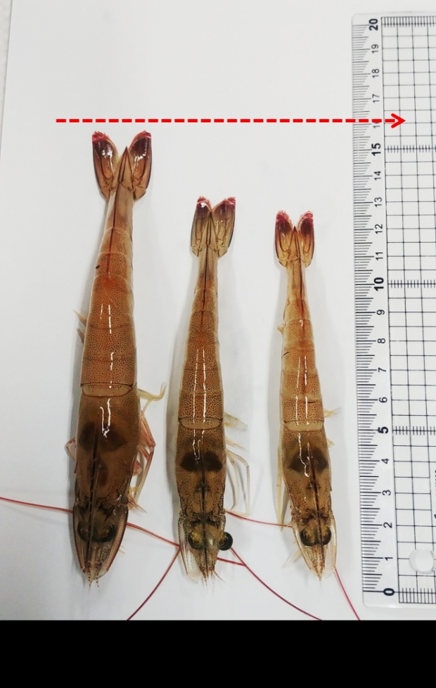 대조구에서 성장한 양식새우