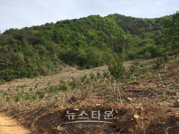 진주시 월아산 일원에 식재된 나무들