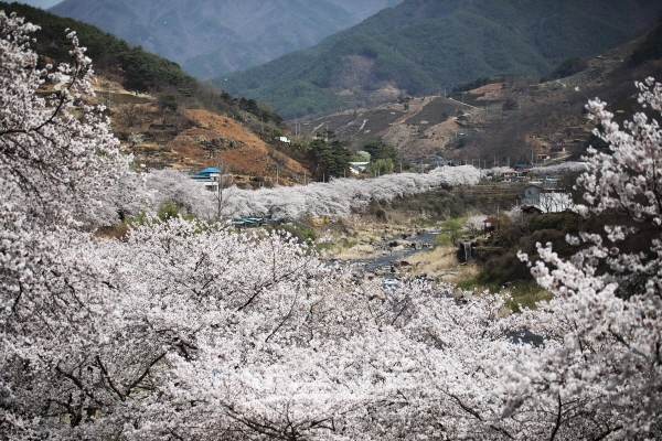 십리벚꽃길