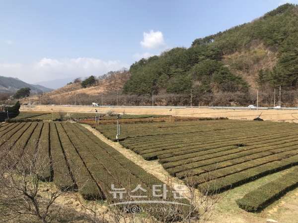 하동 녹차밭