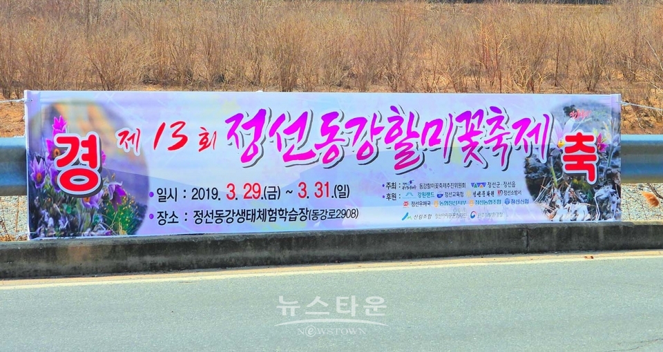 정선 동강할미꽃