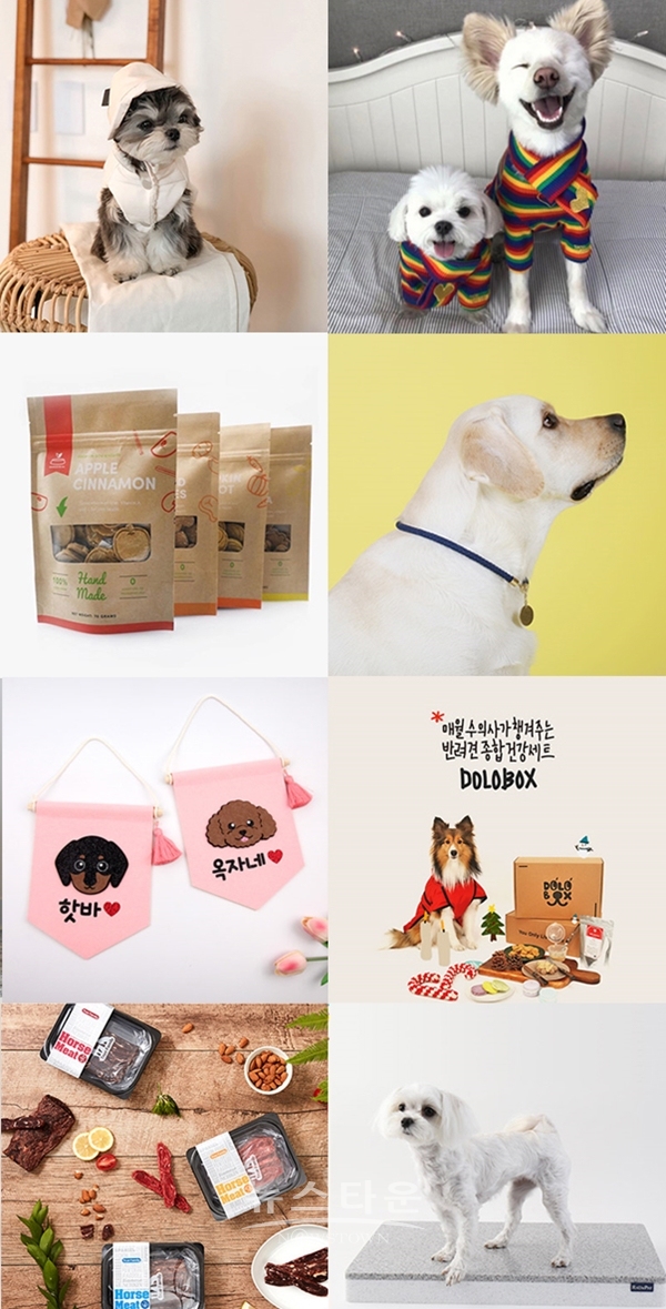 (사진: 펫케어)