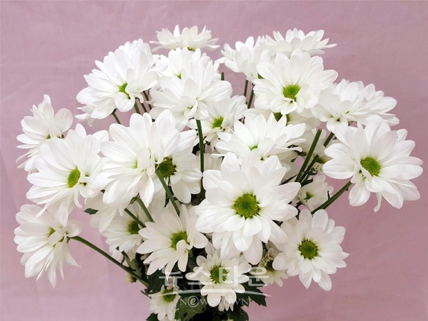 스프레이 국화 시어화이트(Sheer_White)