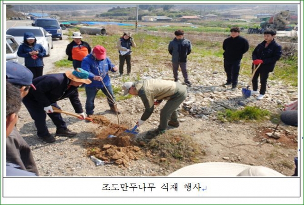 조도만두나무