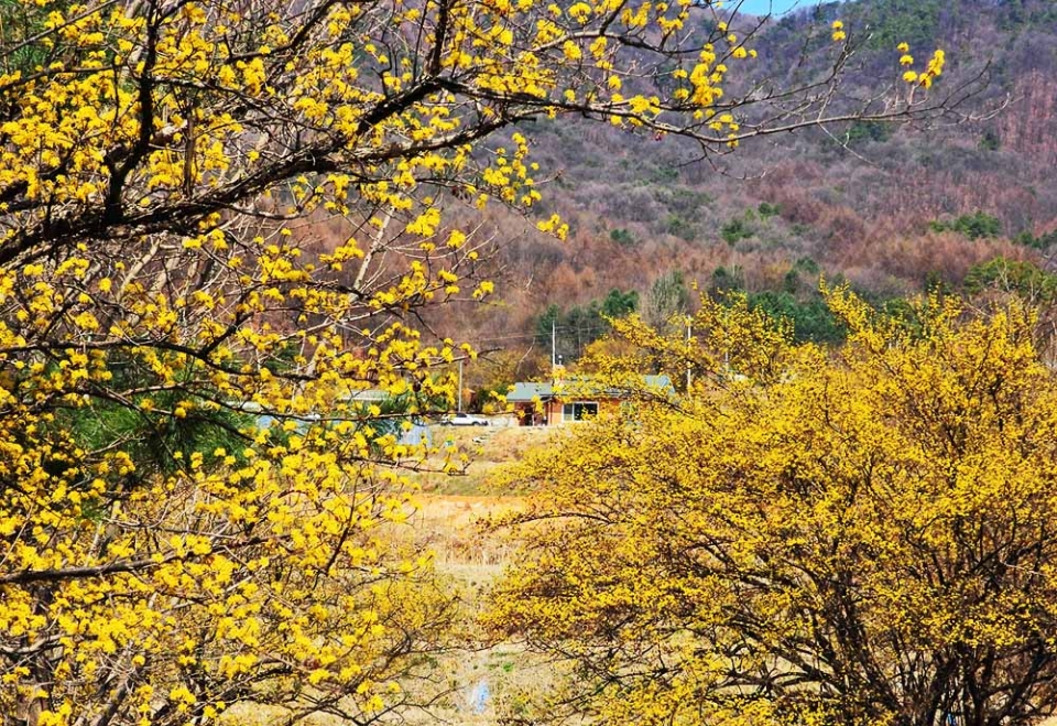 산수유 마을