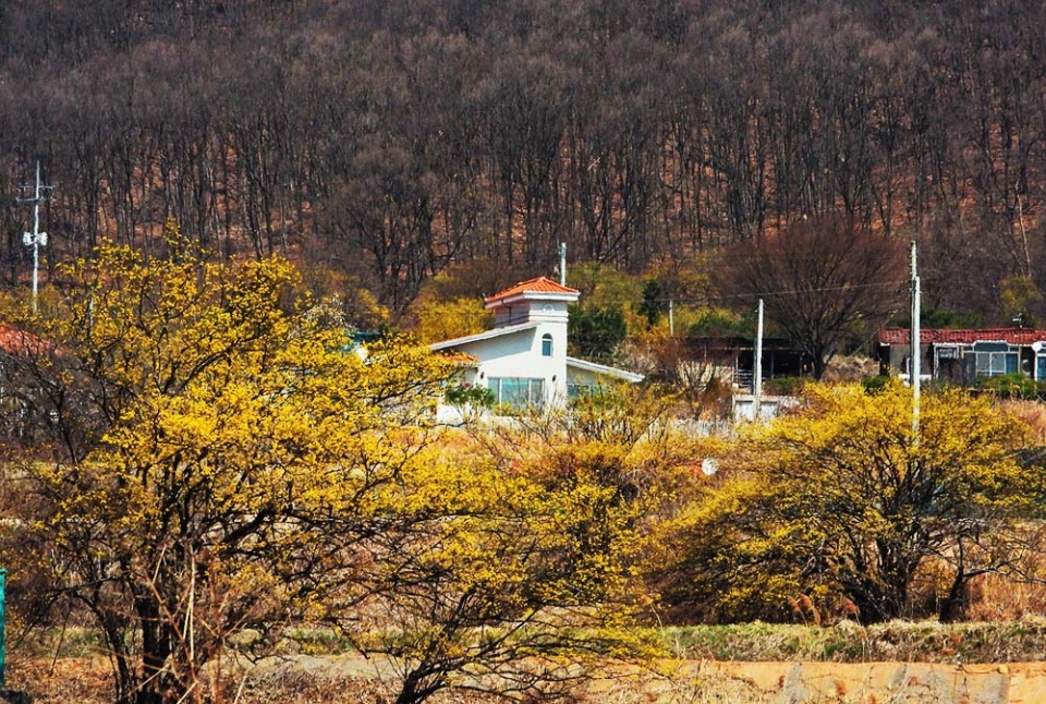 산수유마을에 노랗게 물들인 풍경