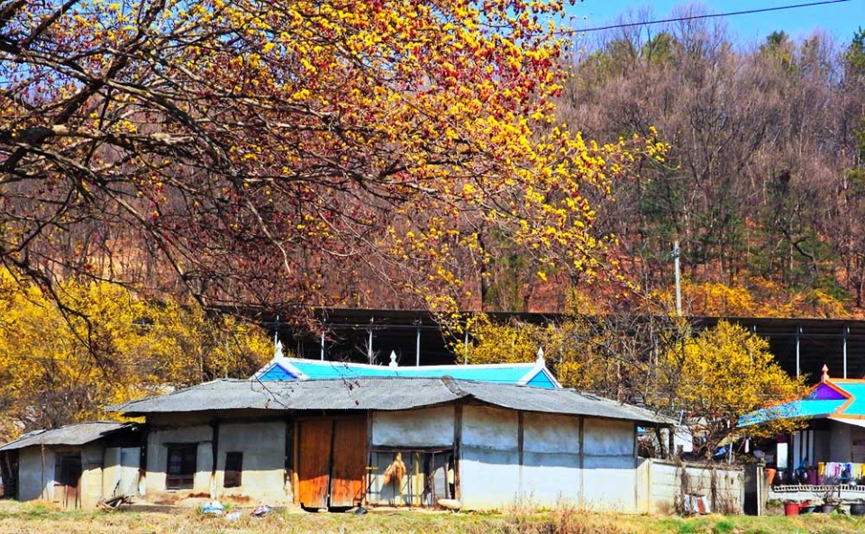 산수유마을에 노랗게 물들인 풍경