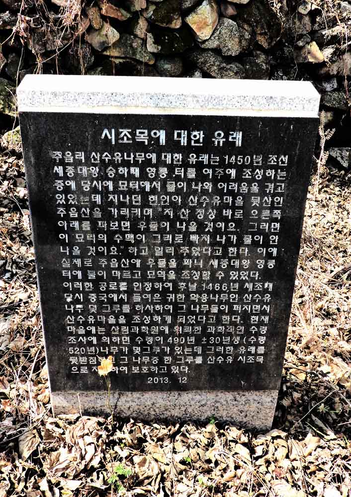 산수유마을 홍보판관 산수유한우축제 홍보물, 그리고 산수유시조목에 대한 글이 적힌 비석