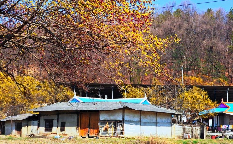 산수유마을풍경