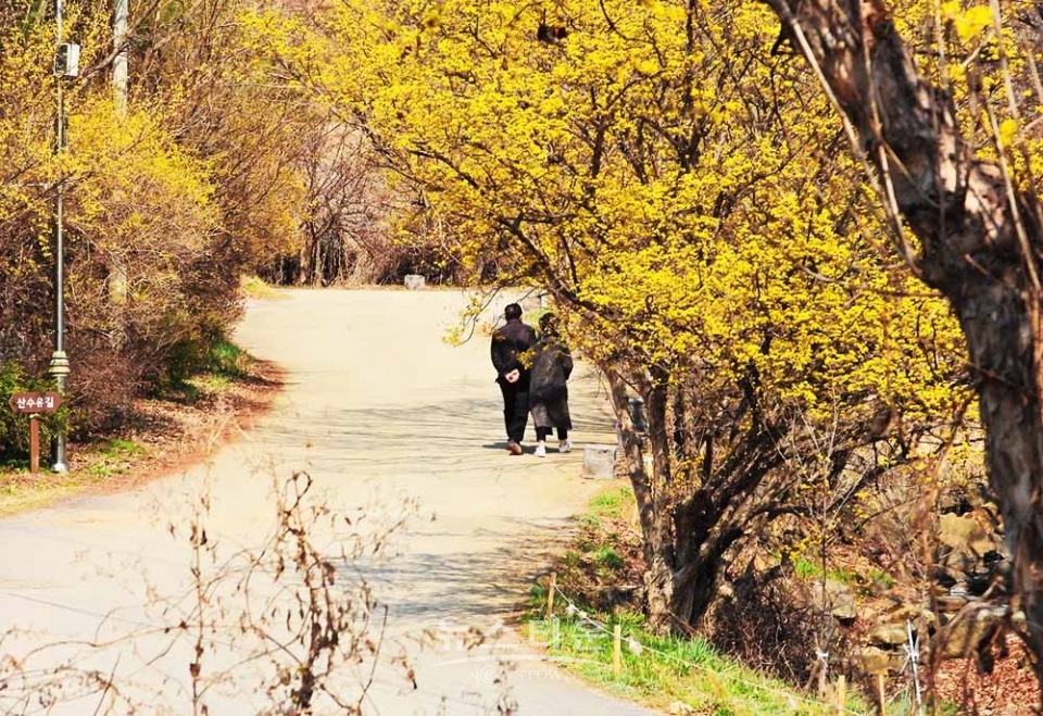 산수유마을풍경