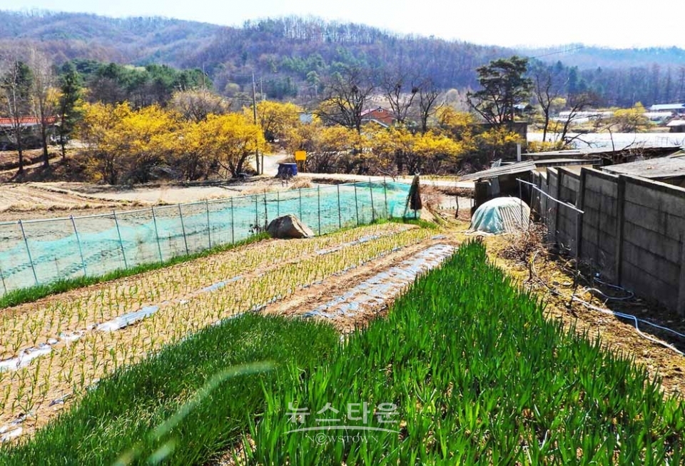 산수유마을풍경