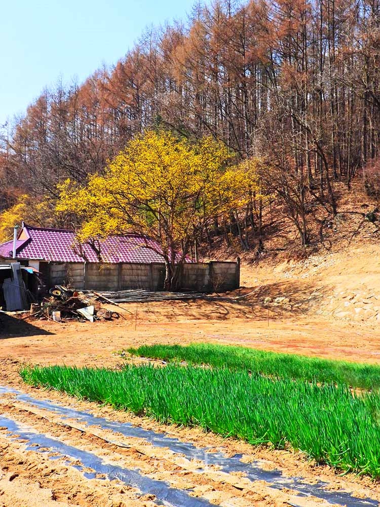 산수유마을풍경