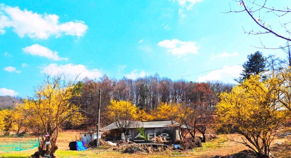산수유마을 풍경