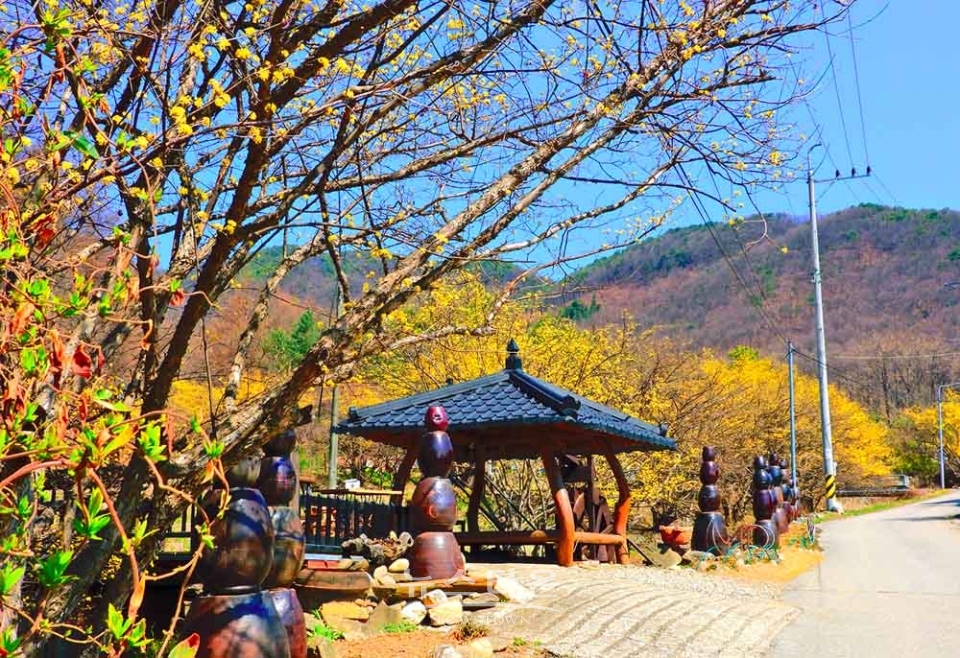 산수유마을 풍경