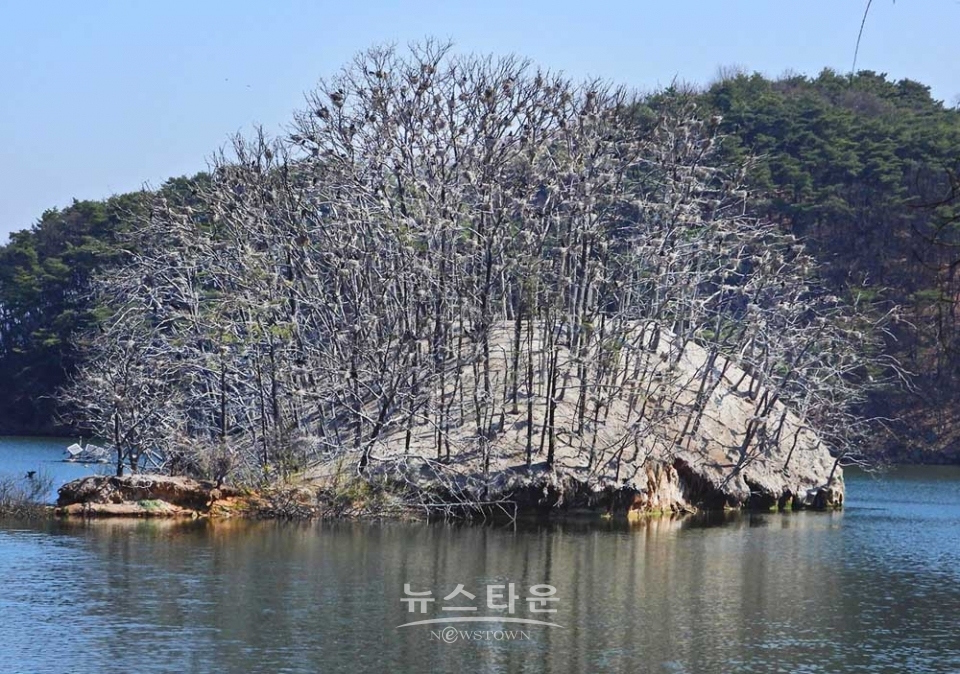 매지저수지의 거북섬과 민물가마우지