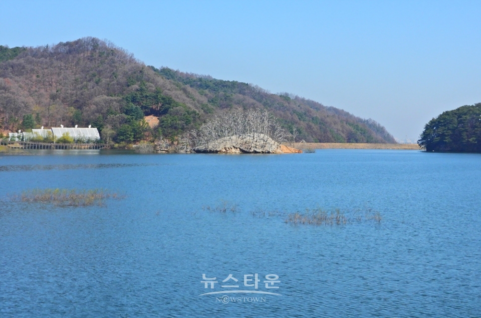 매지저수지의 거북섬과 민물가마우지