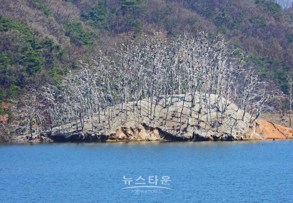 매지저수지의 거북섬과 민물가마우지
