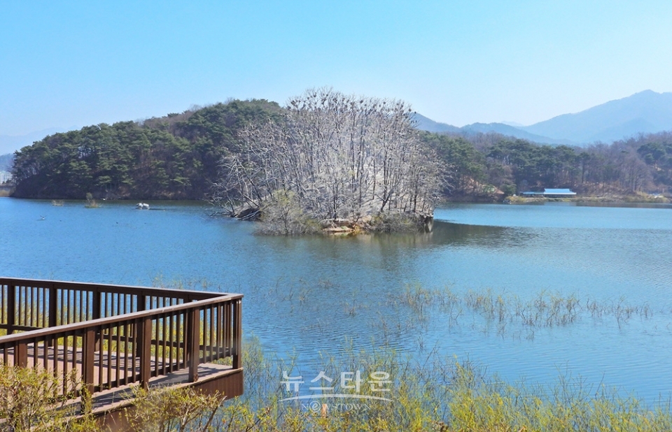 매지저수지의 거북섬과 민물가마우지