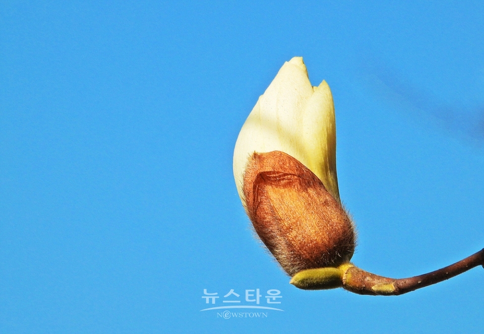 연세대 원주캠퍼스의 봄날