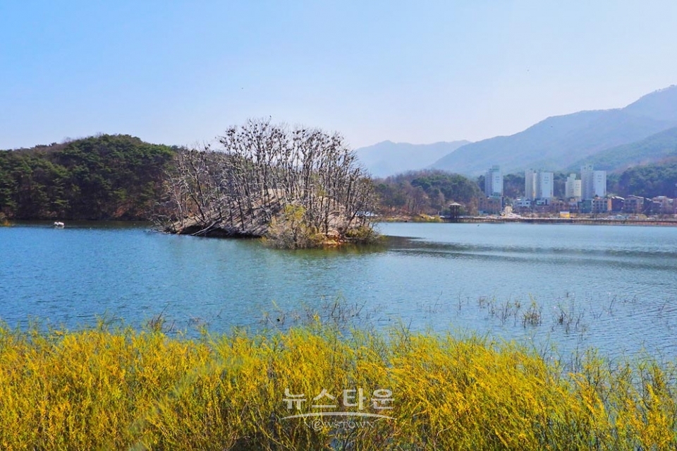 연세대 원주캠퍼스의 봄날