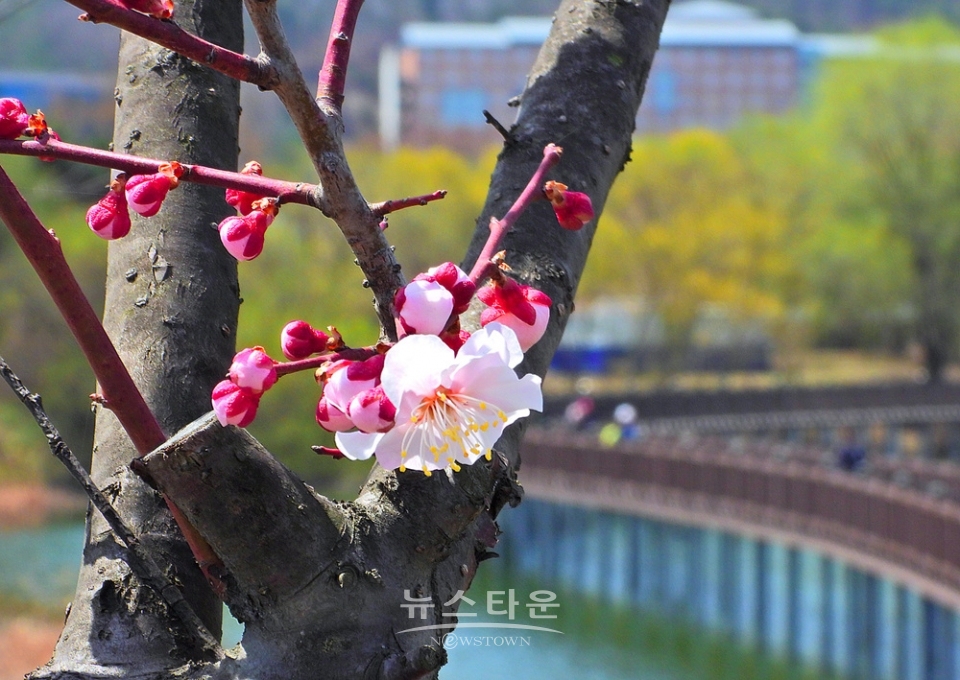 연세대 원주캠퍼스의 봄날