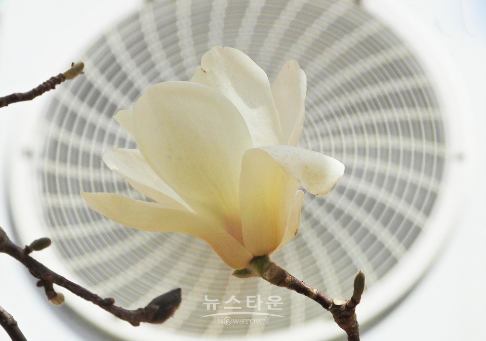 연세대 원주캠퍼스의 봄날