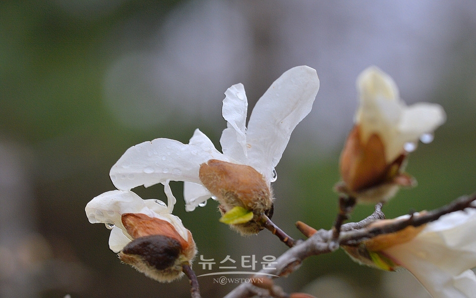 비에 젖은 목련꽃