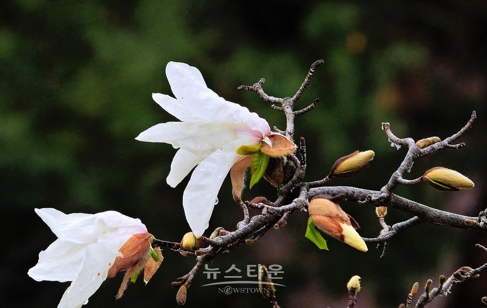 비에 젖은 목련꽃