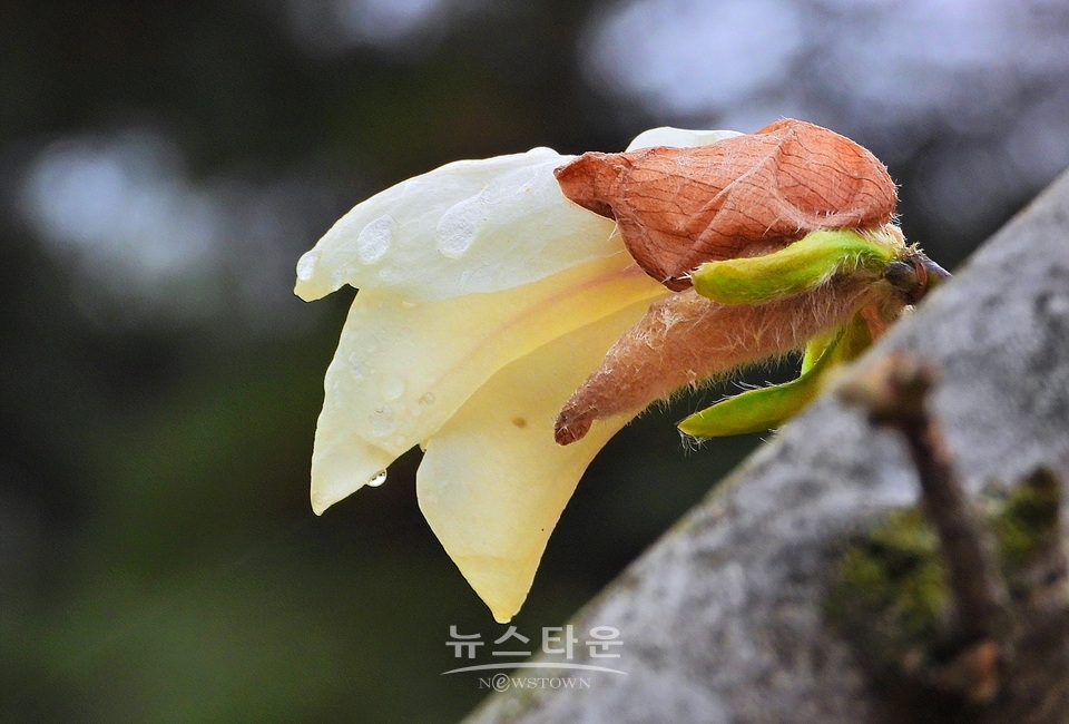 비에 젖은 목련꽃