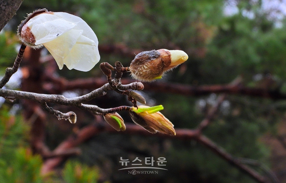 비에 젖은 목련꽃