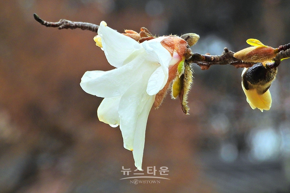 비에 젖은 목련꽃