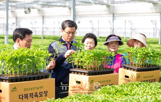 김돈곤 청양군수가  다목적육묘장 방문하여 고추 육묘상태를 점검했다.