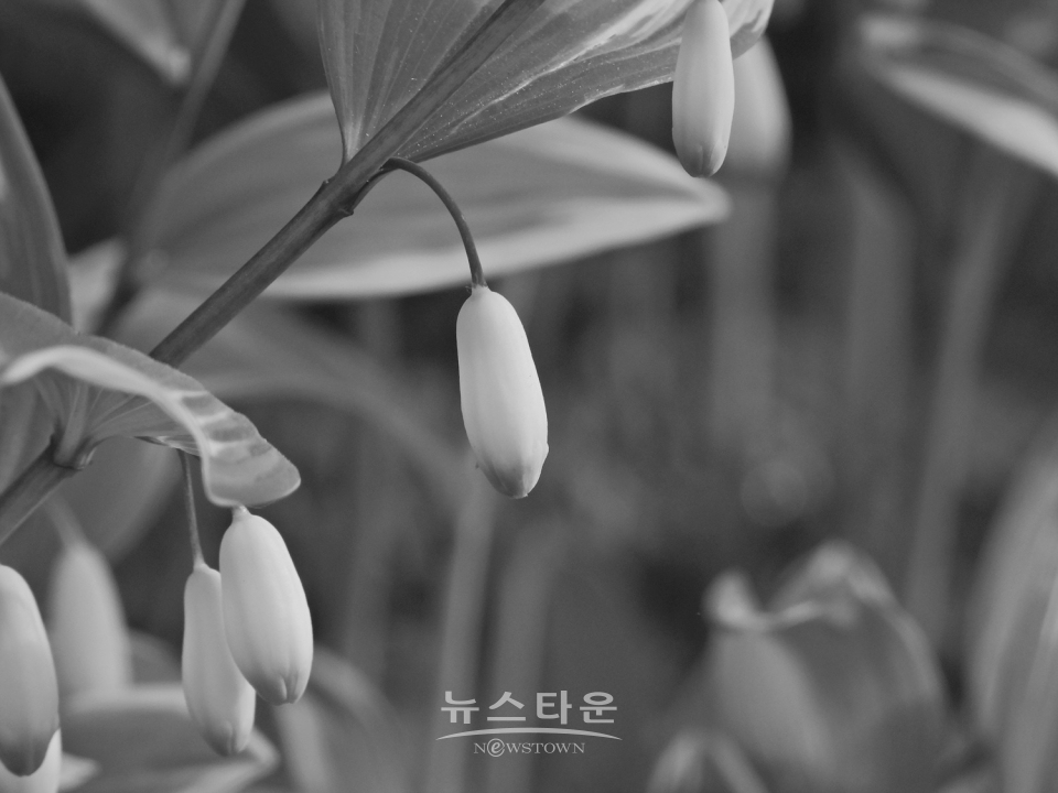 둥굴레 흑백사진으로 만나다
