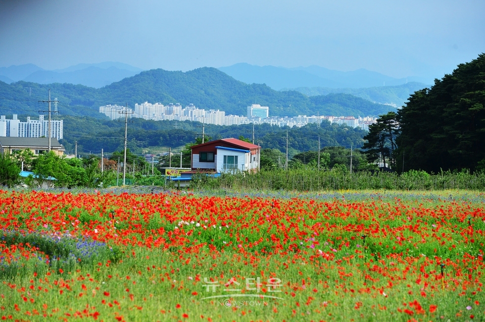 원주 용수골 꽃양귀비 축제