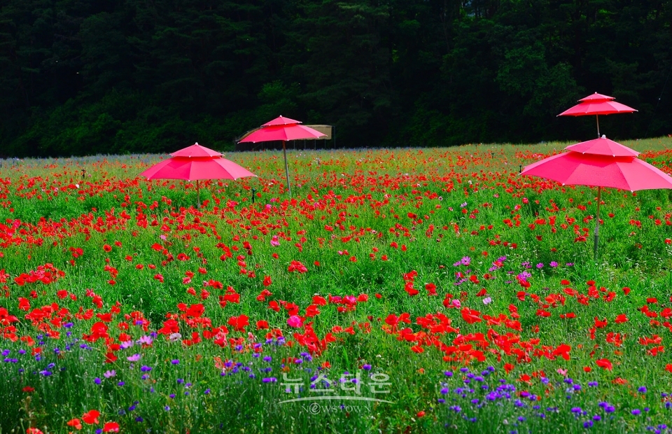 원주 용수골 꽃양귀비 축제