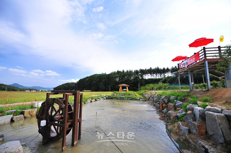 원주 용수골 꽃양귀비 축제