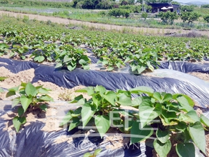 꿀고구마