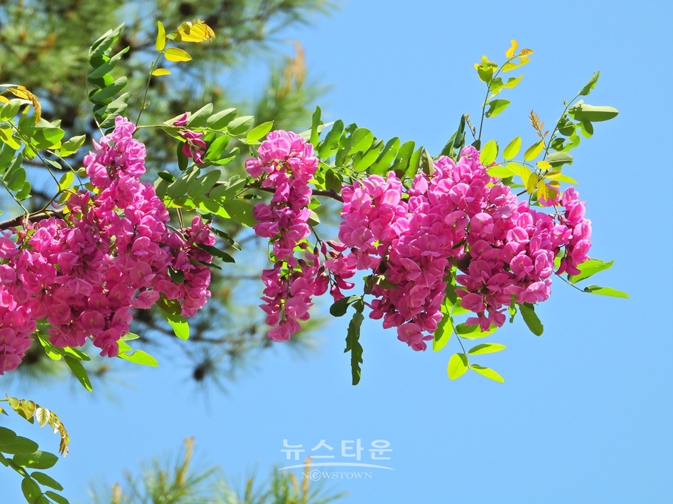 분홍 아카시아 꽃