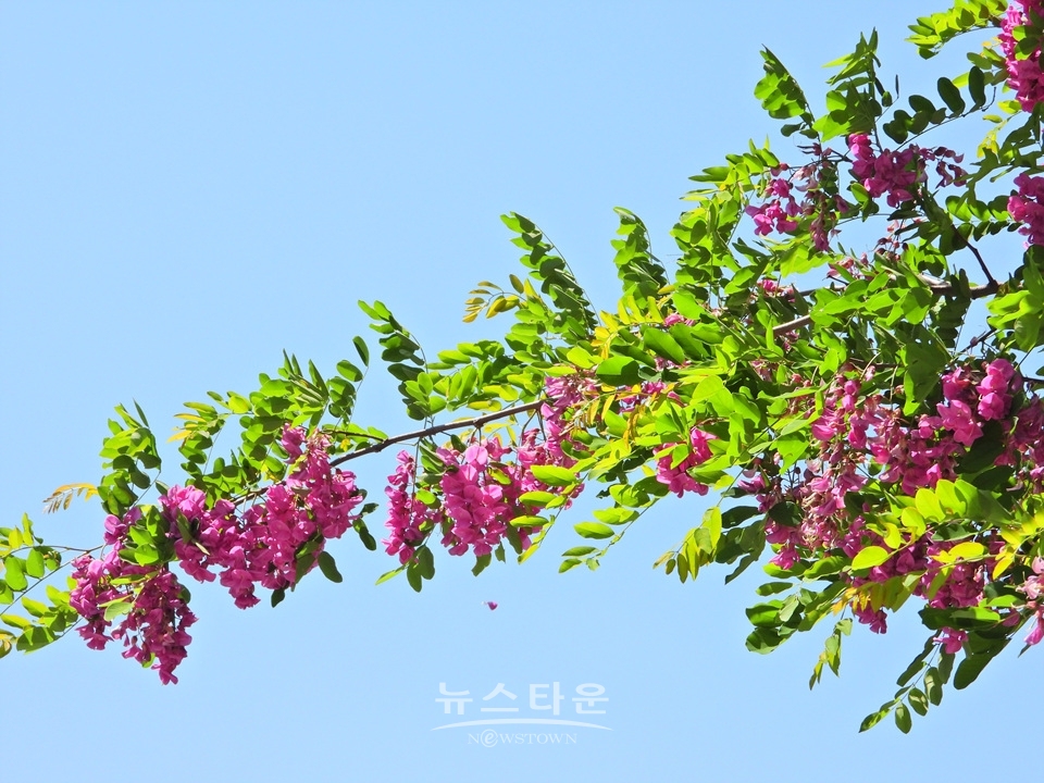 분홍 아카시아 꽃