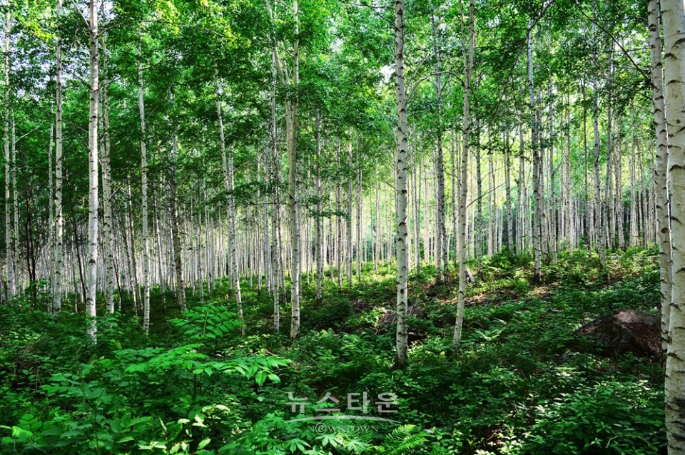 인제자작나무숲의 5월풍경