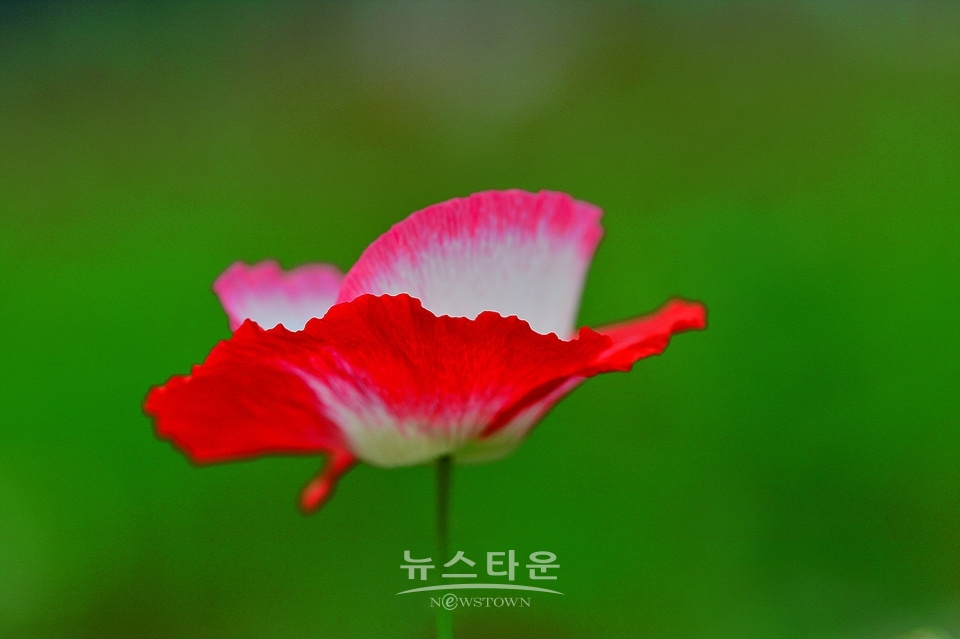 아름다운 양귀비의 자태