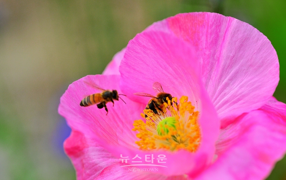아름다운 양귀비의 자태